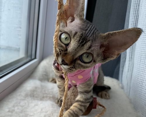 devonrex.pointmoon-20231016-0032