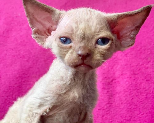 devonrex.pointmoon-20231016-0045