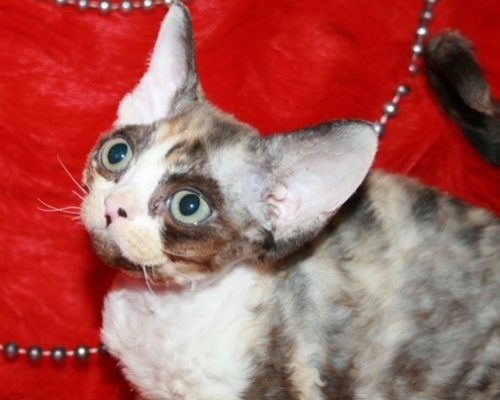 nova_the_devon-20231016-0002