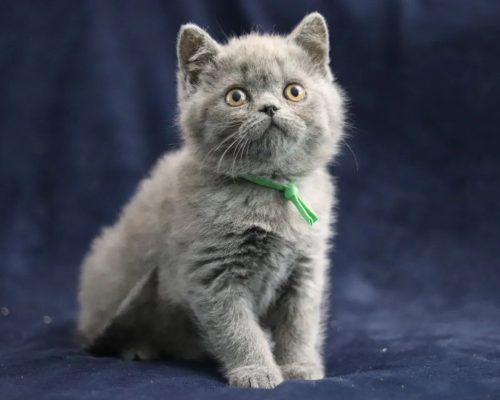 royallybritishcats-20231016-0004